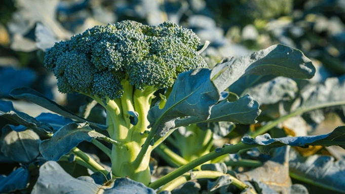‘Diverse’ agriculture benefits people and the environment at the same time