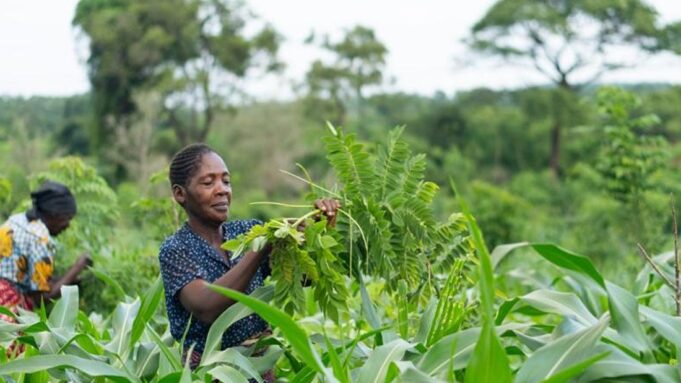 A Greener Future for Malawi and Zambia