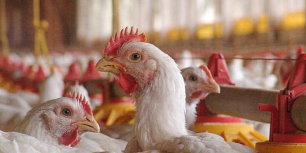 Looming food security crisis over SA’s Brazil poultry ban