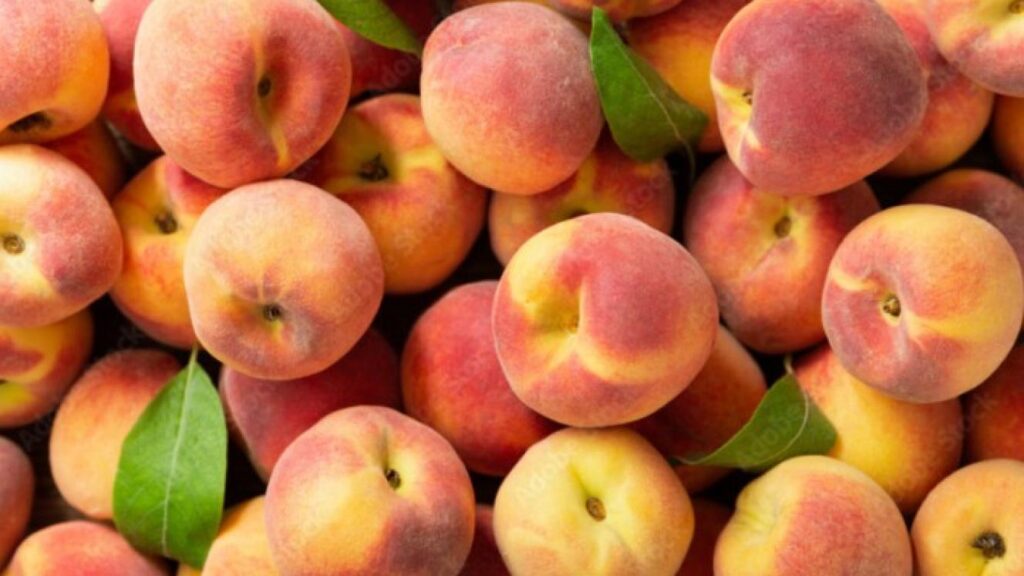 Port of Cape Town braces for deciduous fruit season